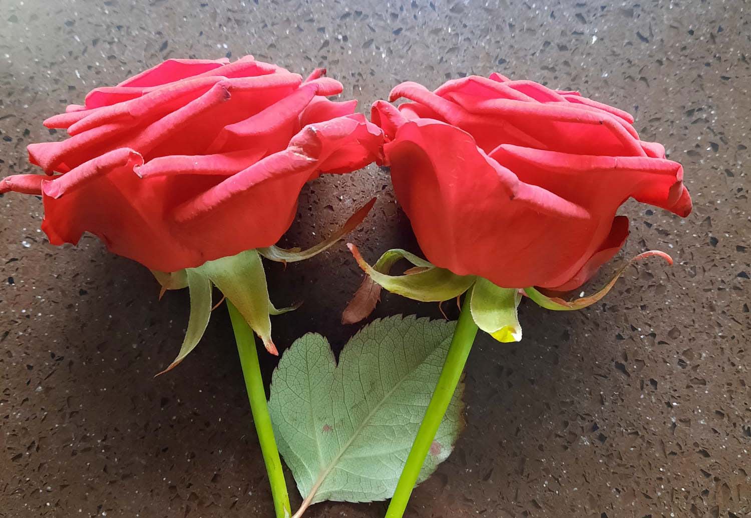 Een zee van rode rozen